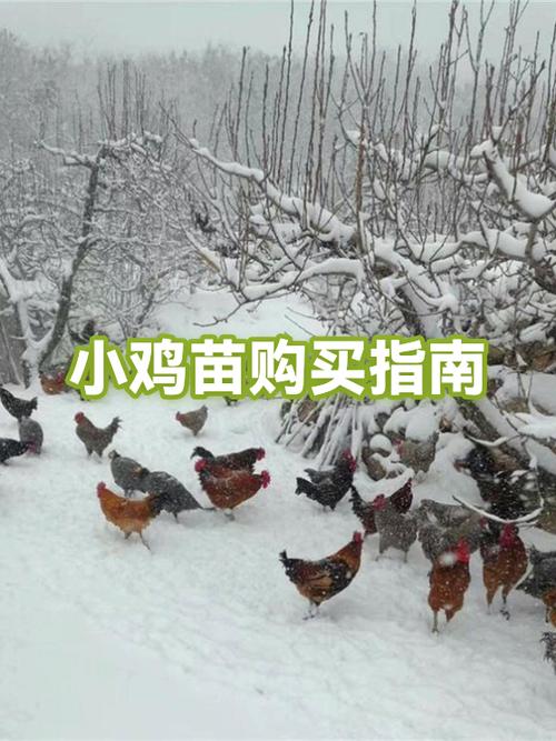 小鸡苗多少钱一只哪里有卖缩略图