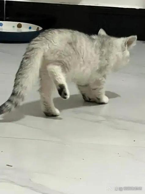 猫咪不会走路了怎么办图标