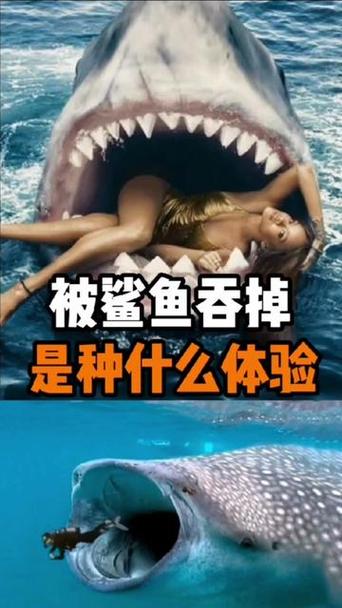 鲨鱼吃小孩视频缩略图