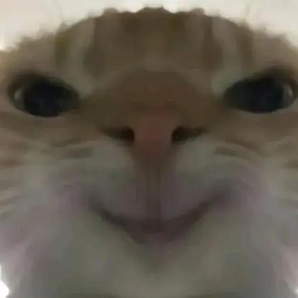 抖音猫咪表情包图片大全缩略图