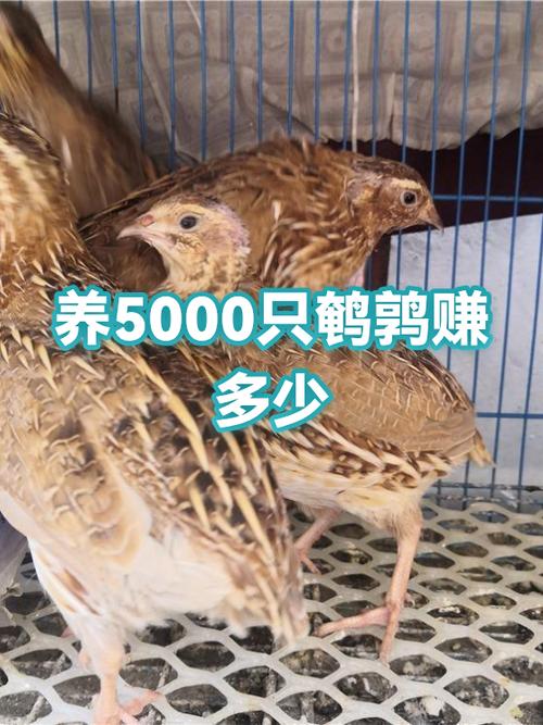 养5000只鹌鹑一年利润游戏截图
