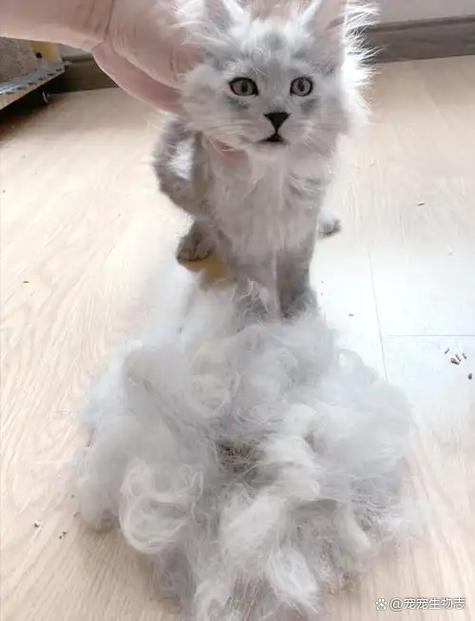 防止猫掉毛最有效的方法缩略图