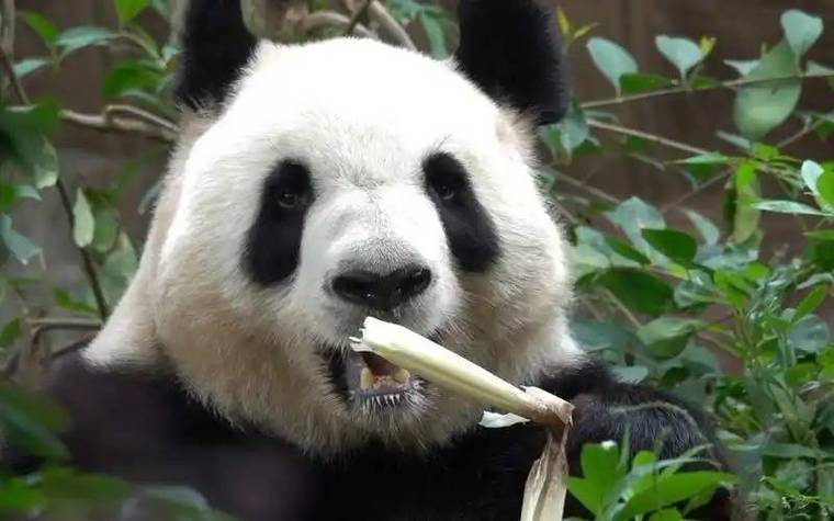 网络熊猫缩略图