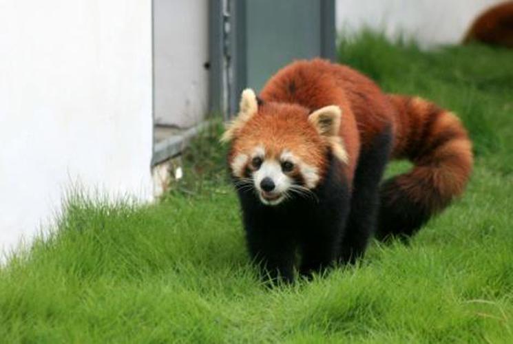 小熊猫为什么叫小熊猫游戏截图