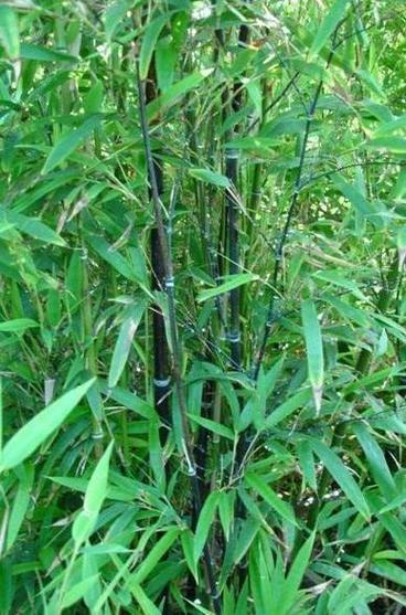 紫竹林最厉害三个地方缩略图