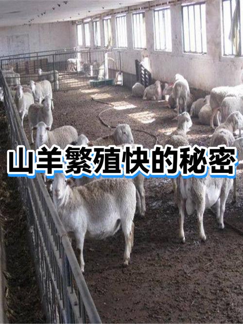 什么宠物繁殖快又赚钱游戏截图