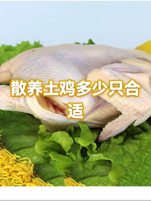 散养鸡2000只一年利润多少游戏截图