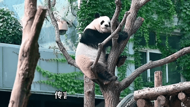熊猫赚钱缩略图