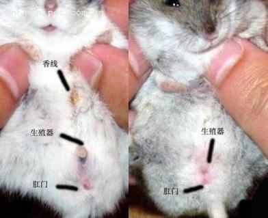 母仓鼠怀孕要生的表现缩略图