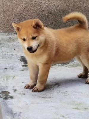 纯种土猎犬缩略图