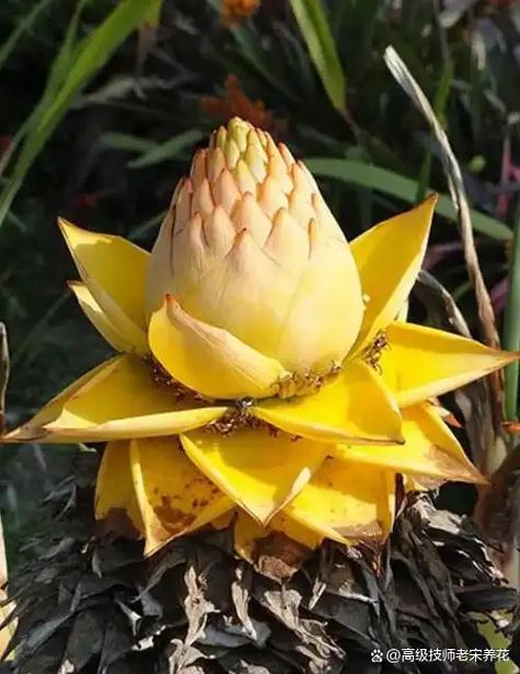 随身之莲花空间缩略图
