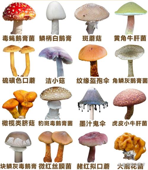 毒蘑菇和无毒蘑菇缩略图