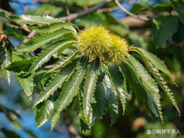 板栗的风水寓意和象征缩略图