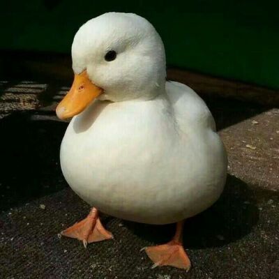 情侣头像鸭缩略图