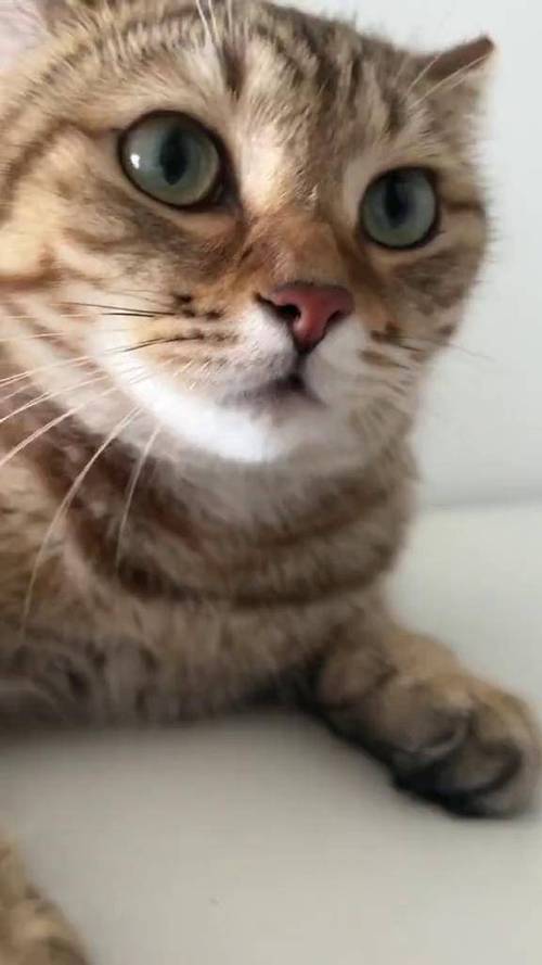 真猫叫声 播放缩略图
