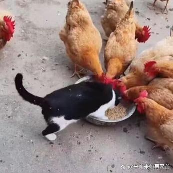 抢鸡赚钱是真的吗缩略图