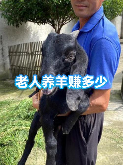 养羊一年能赚多少钱游戏截图