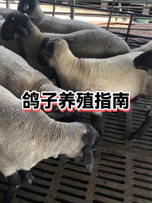 养白鸽的成本及利润缩略图