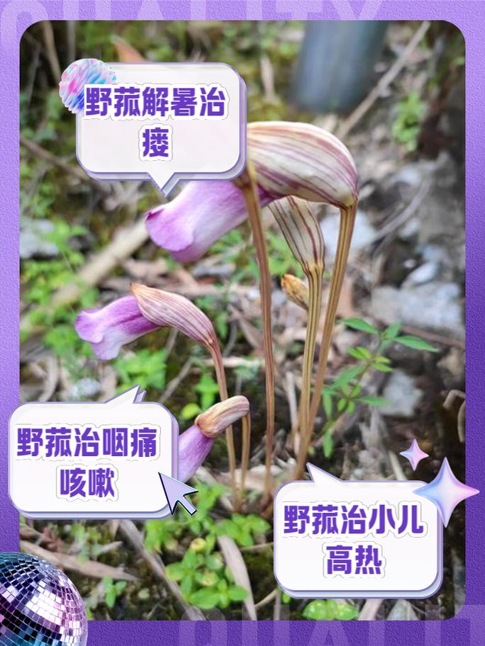 野陌的正确解释缩略图
