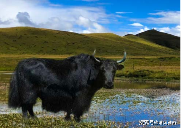 牦牛肉为什么贵游戏截图