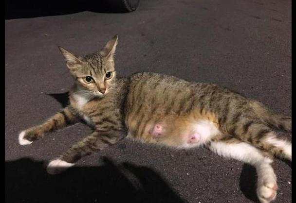 怀孕的母猫会让人摸肚子吗缩略图