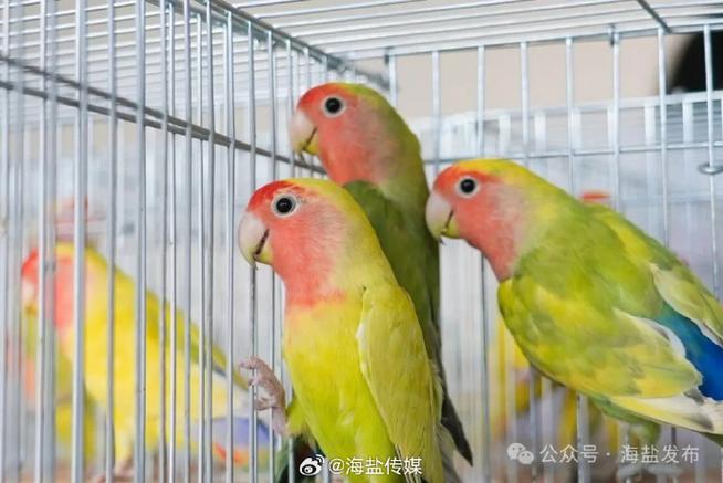养鸟花钱多吗缩略图