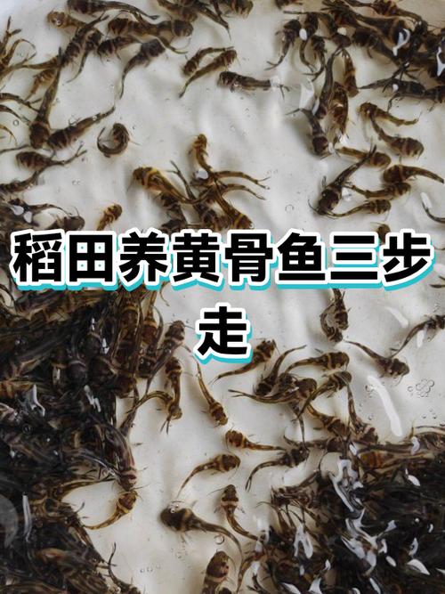 稻田养鱼适合养什么鱼缩略图