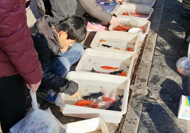 摆摊卖金鱼怎么吸引人缩略图