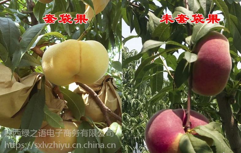 中蟠11号蟠桃视频游戏截图