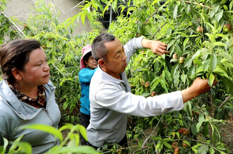 乡村生活2.0桃子移植缩略图