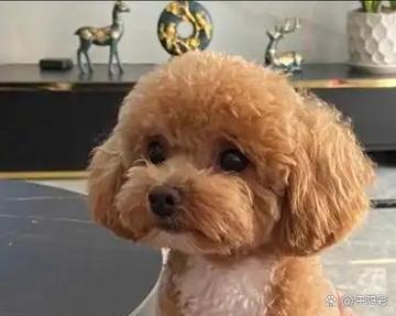 泰迪熊犬多少钱一只游戏截图