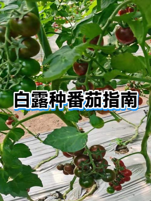 西红柿流出白色的东西缩略图