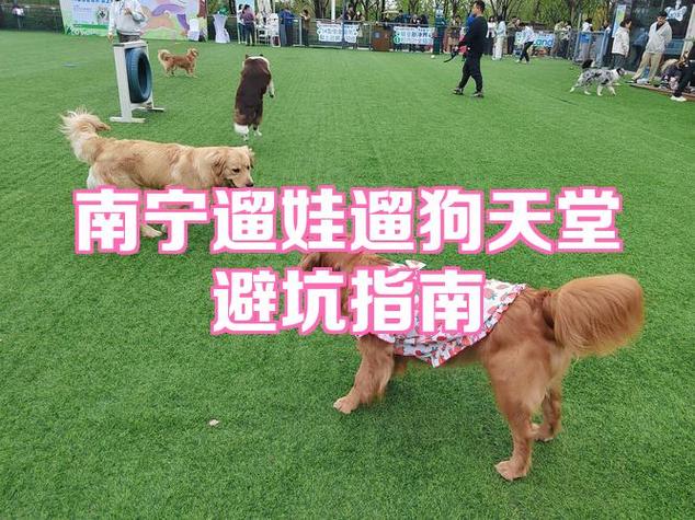 狗一天遛一次可以么缩略图