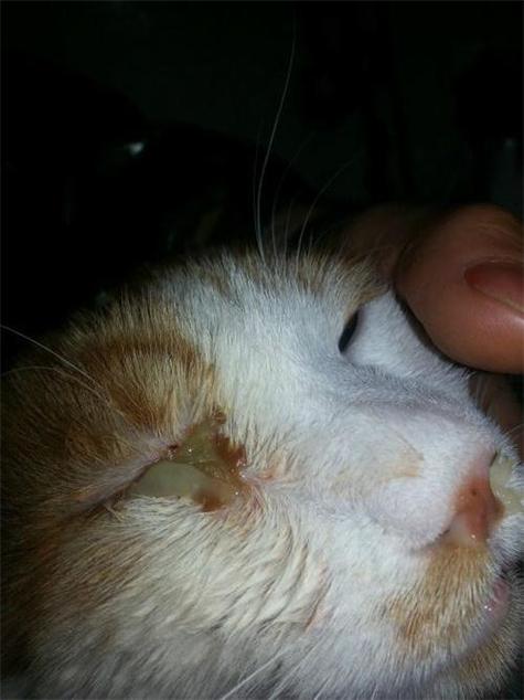 猫眼睛睁不开有脓状分泌物缩略图