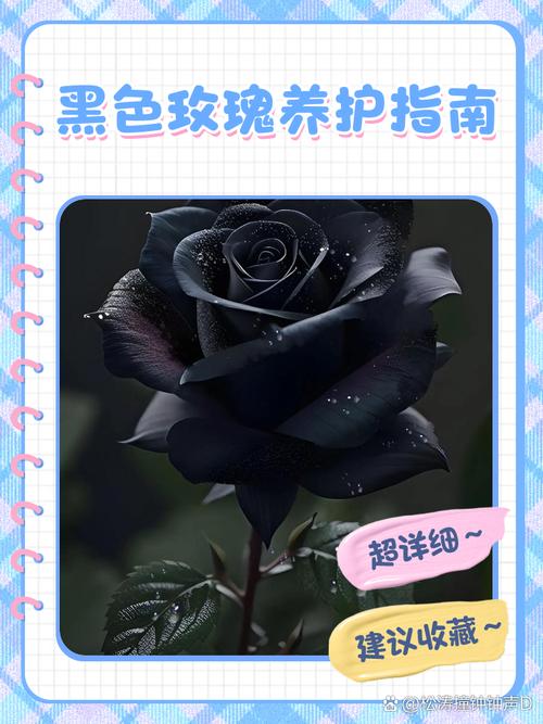 黑色玫瑰怎么维护了缩略图