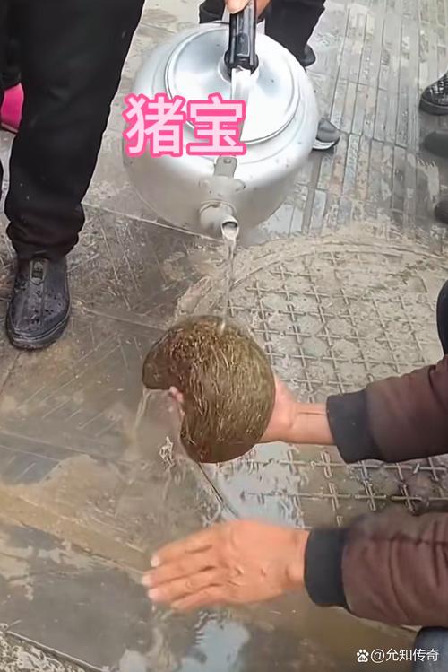 田园养猪场可以赚钱吗缩略图