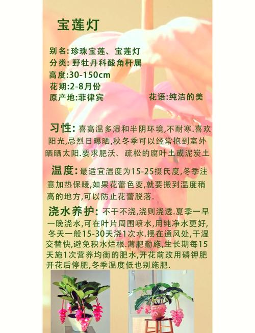宝莲灯的养殖及注意事项缩略图