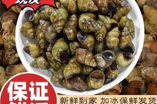 抓田螺的最佳时间是几点游戏截图