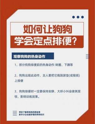 如何训练狗狗拉屎缩略图