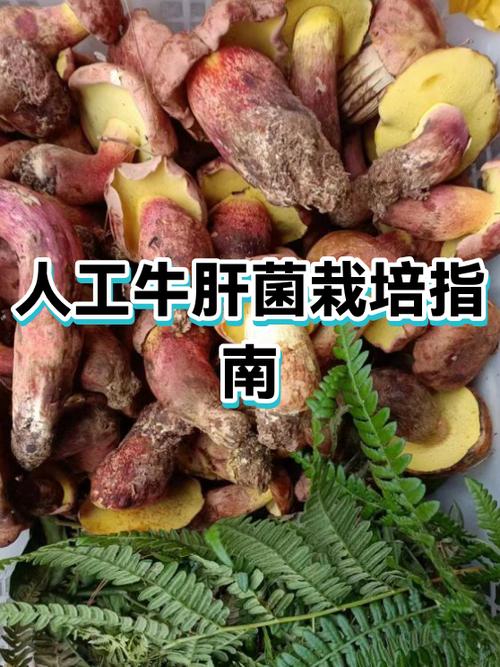 牛肝菌一亩地利润多少缩略图