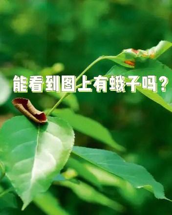 苹果6如何隐藏软件不被发现缩略图