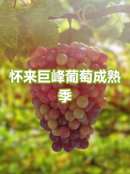 怀来哪里葡萄最好吃缩略图