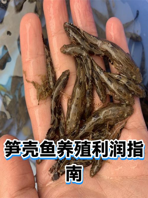 什么鱼好养又利润大缩略图