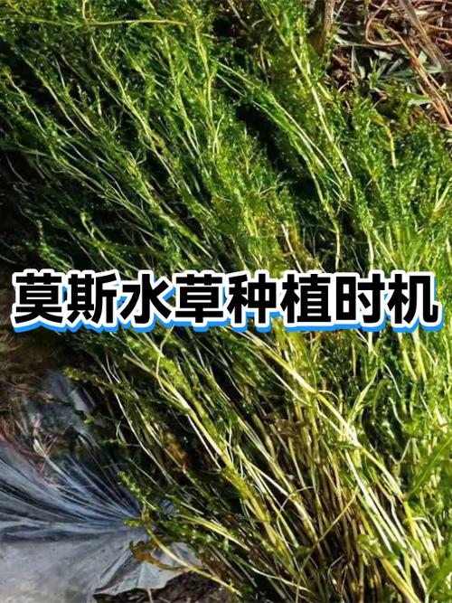 水草怎么种植视频教程缩略图