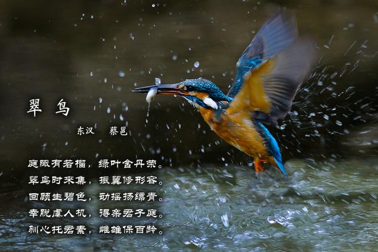 关于翠鸟的古诗四句的缩略图
