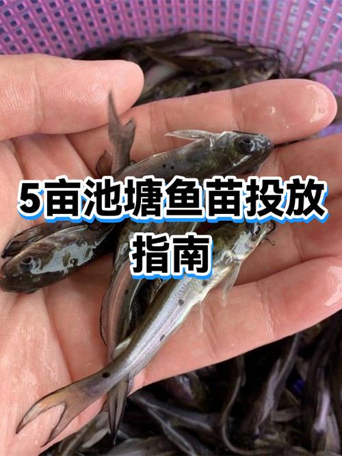 5亩鱼塘一年多少利润缩略图