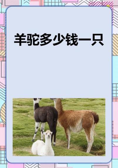 羊驼多少钱一只缩略图