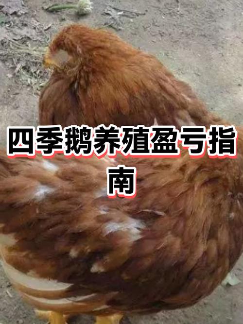 养100只鹅一年利润游戏截图