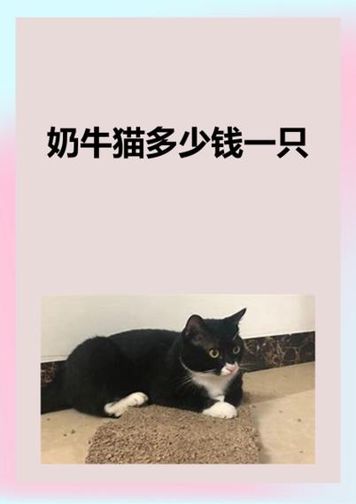 美短奶牛猫多少钱一只缩略图