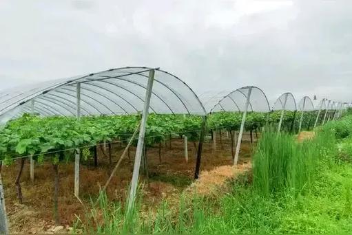 种菜能赚钱吗缩略图